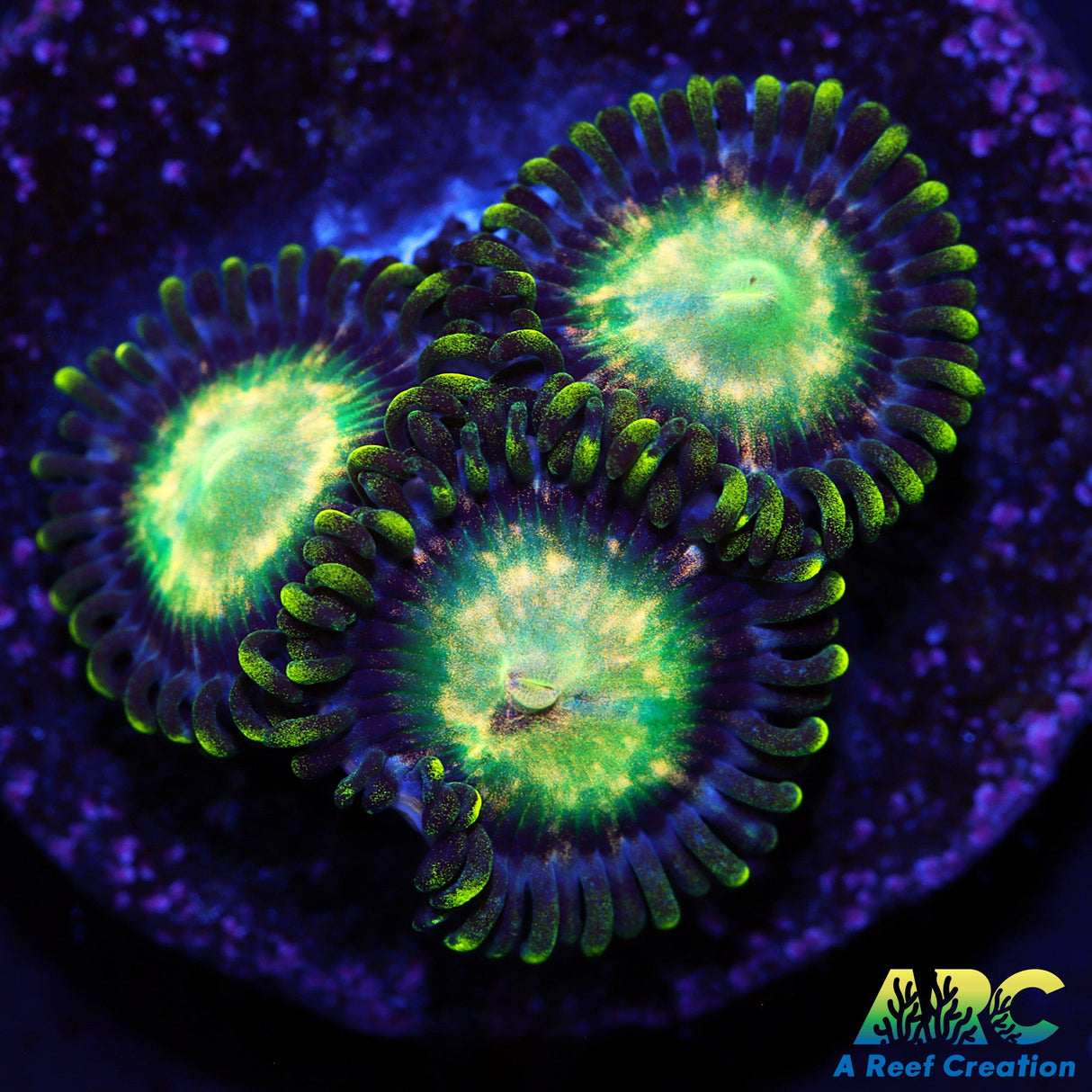 ARC Yoshi Zoa