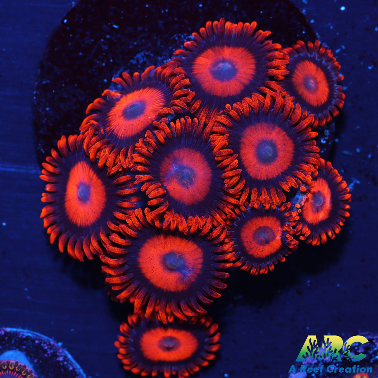Orange Oxides Zoas