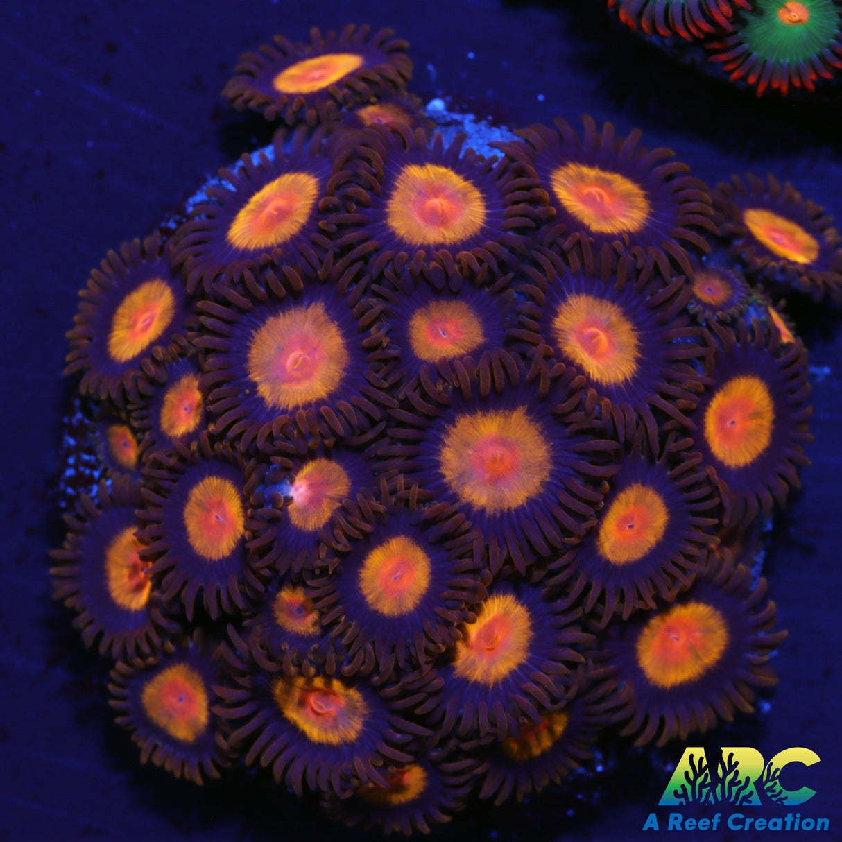 King Midas Zoas