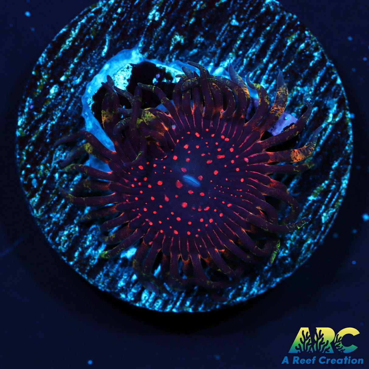 BigR Space Chaos
