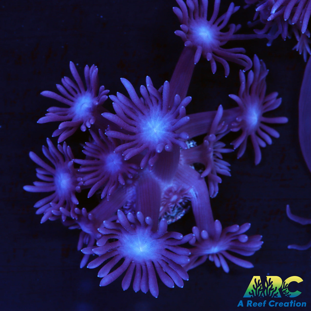 ARC Purple Goni