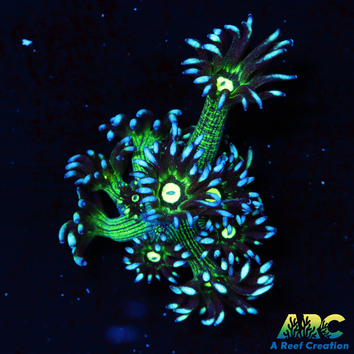 ARC Kryptonite Glitter Goni