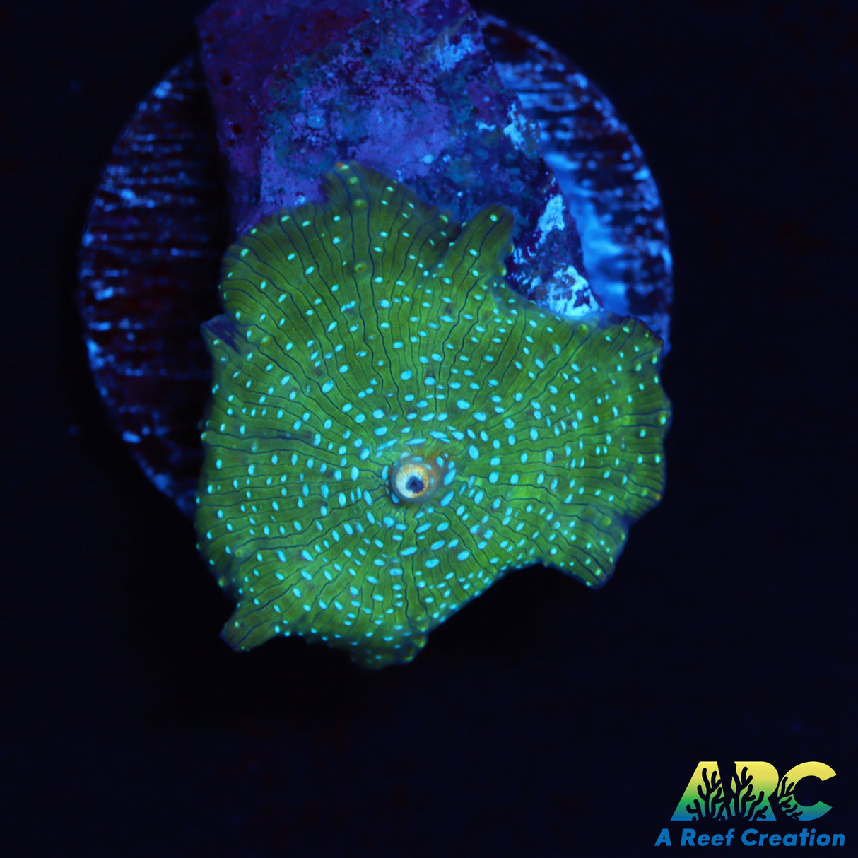 Blue Spotted Disco