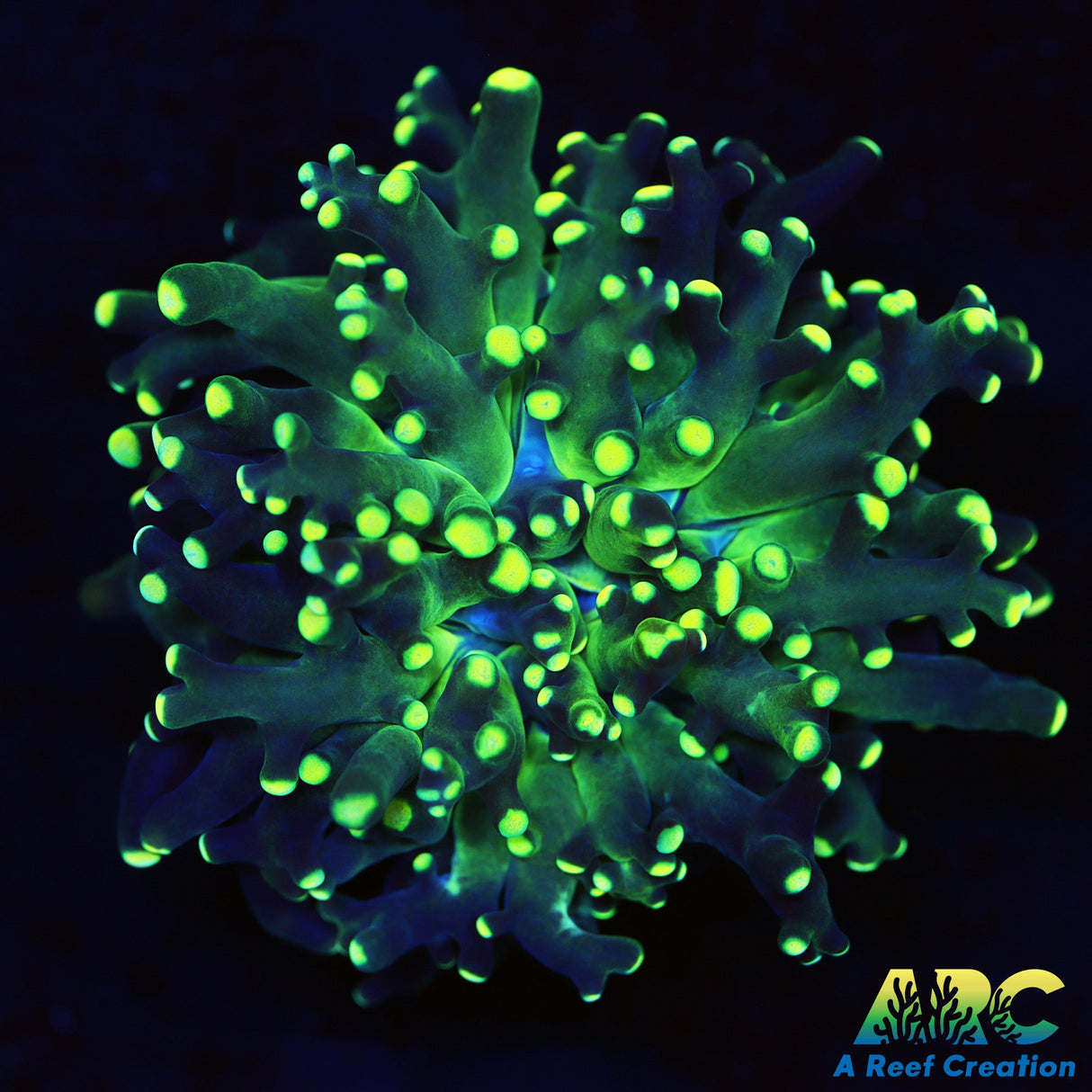 Green and Yellow Frogspawn