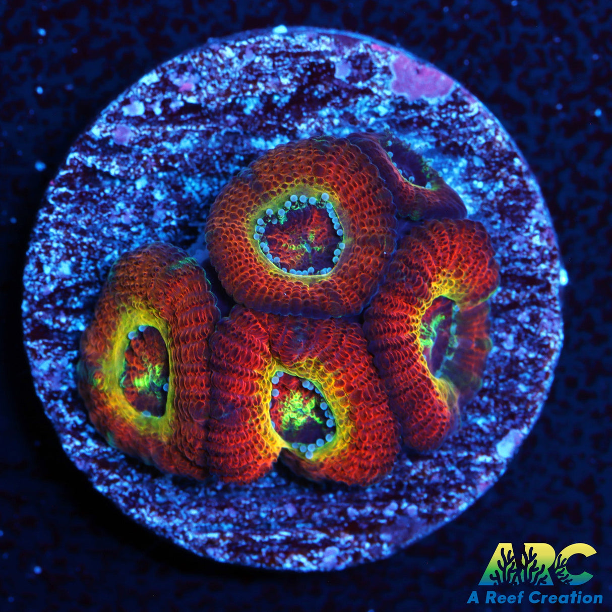 WWC Ruby Red Micro