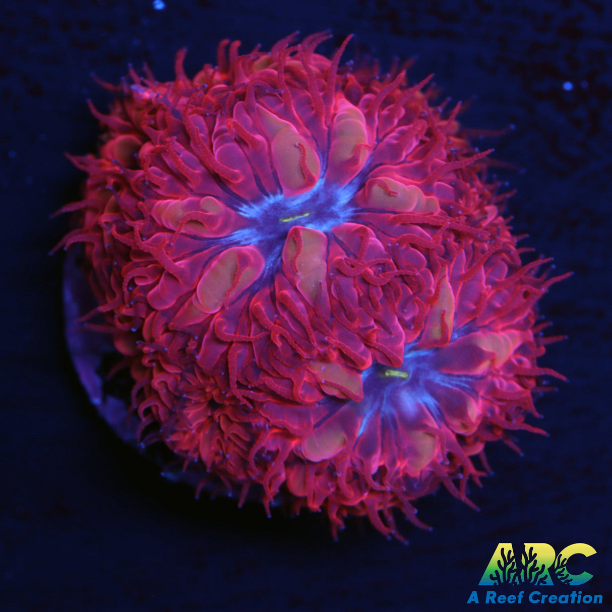 ECC Blue Raven Blasto