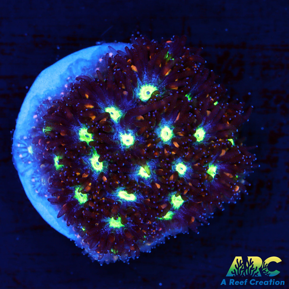 ARC Blueberry Lepto