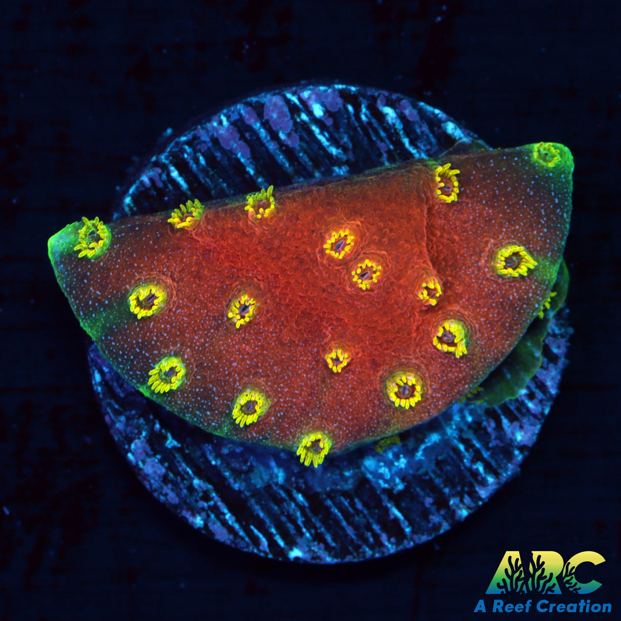 Candy Corals Firewalker Cyphastrea