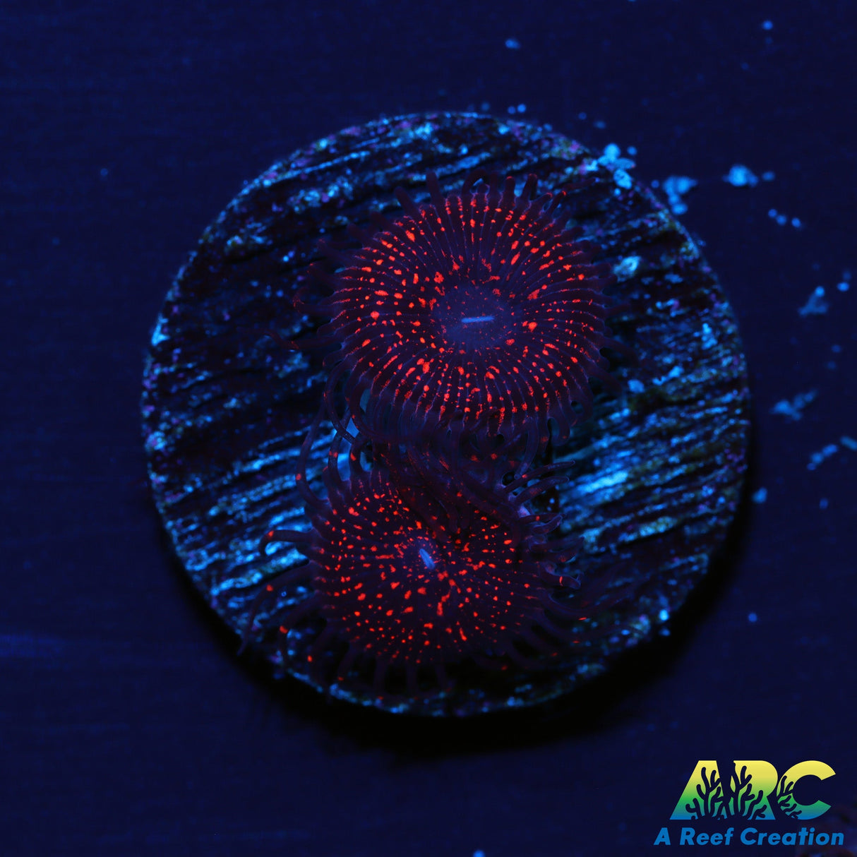 OG Nightmare Zoas