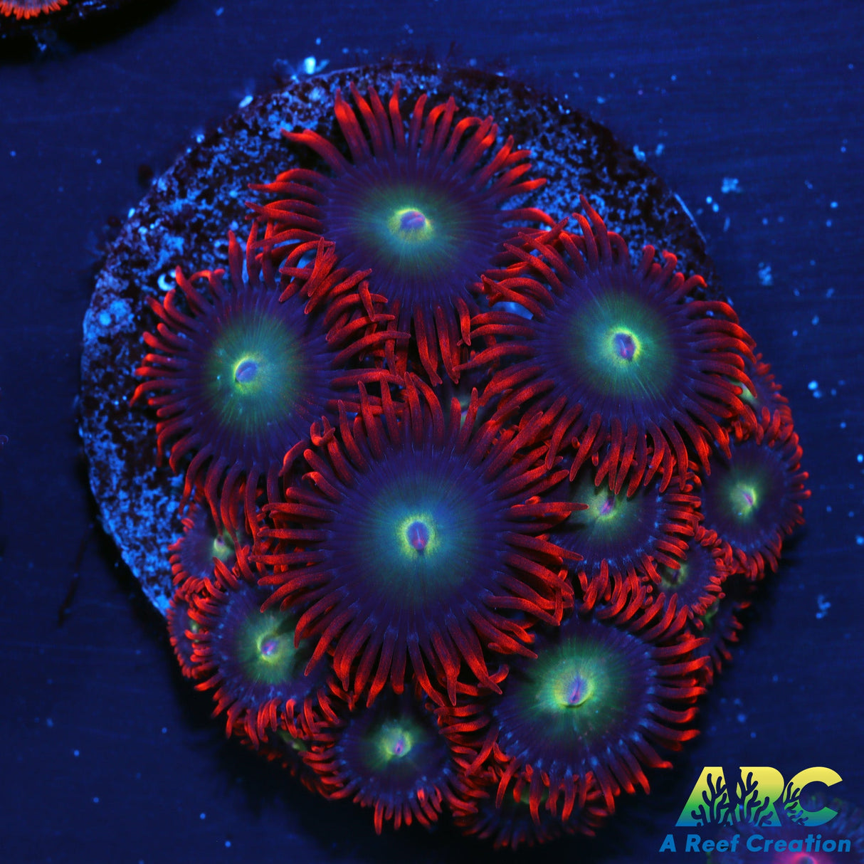 Punk Rocker Zoas