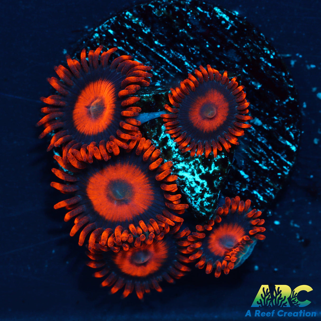 Orange Oxides