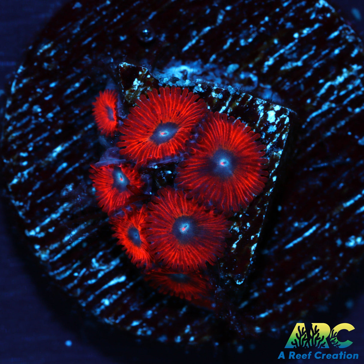 WWC Charmander Zoas