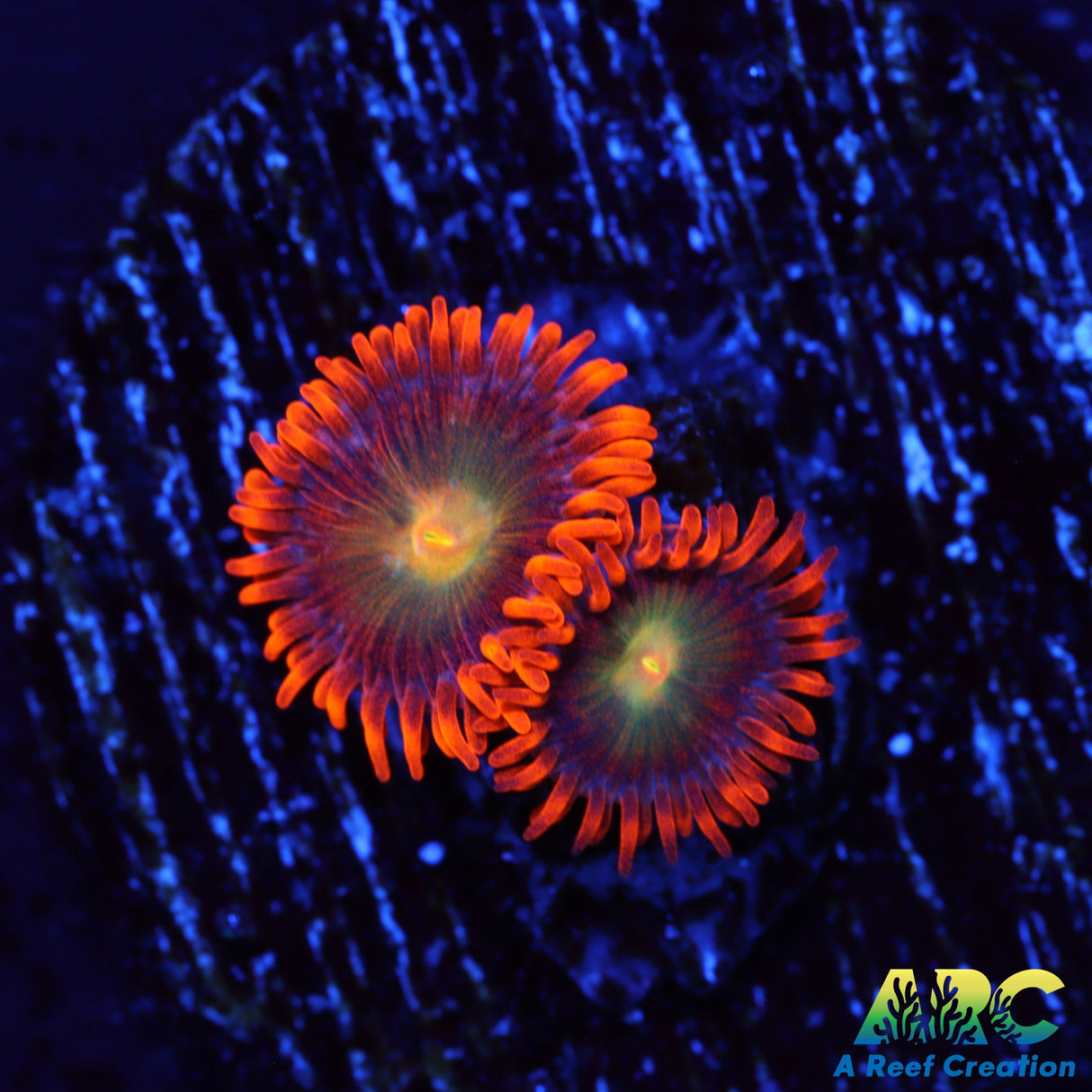 CC Mango Fusion Zoas