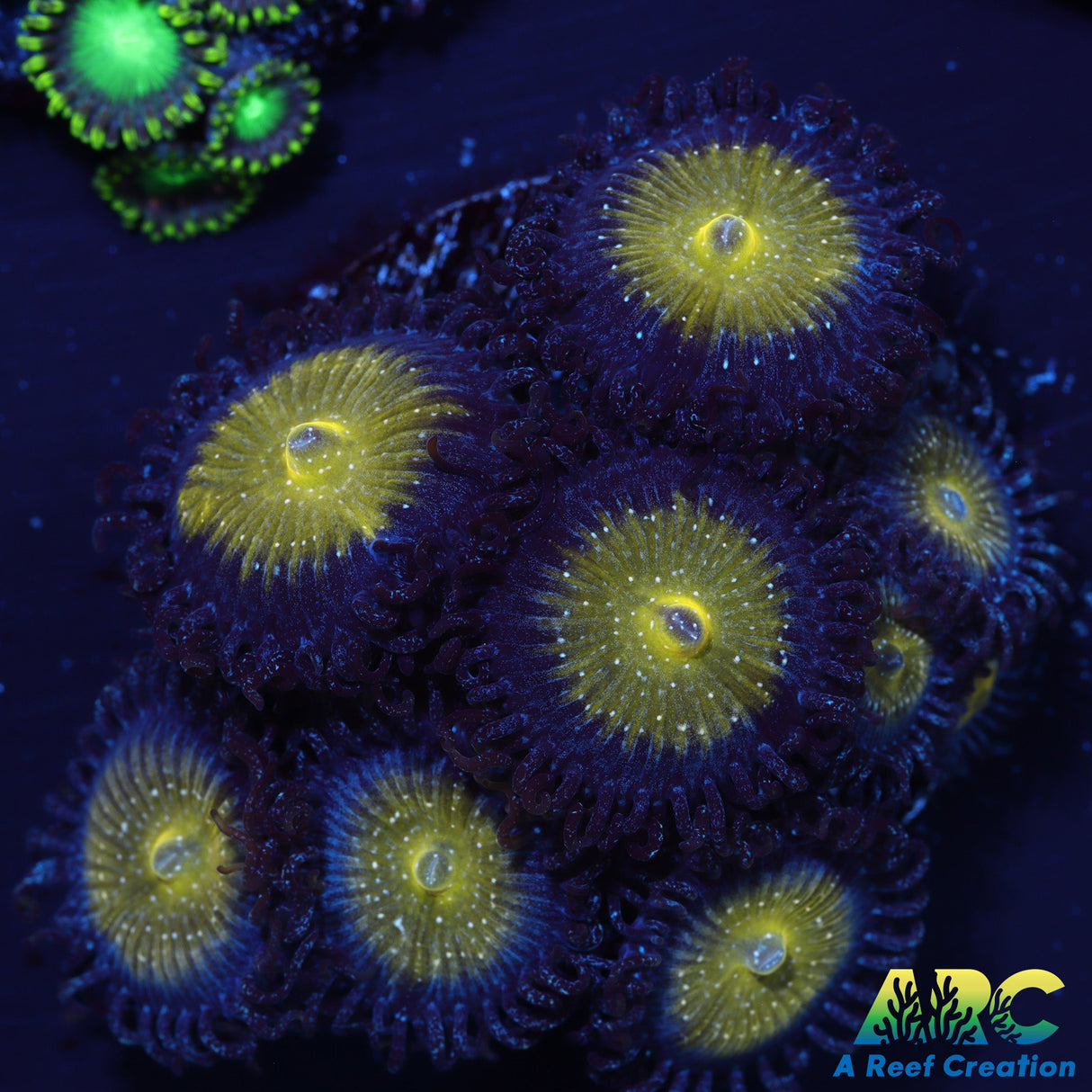 TSA Frozen Apples Zoa mini colony