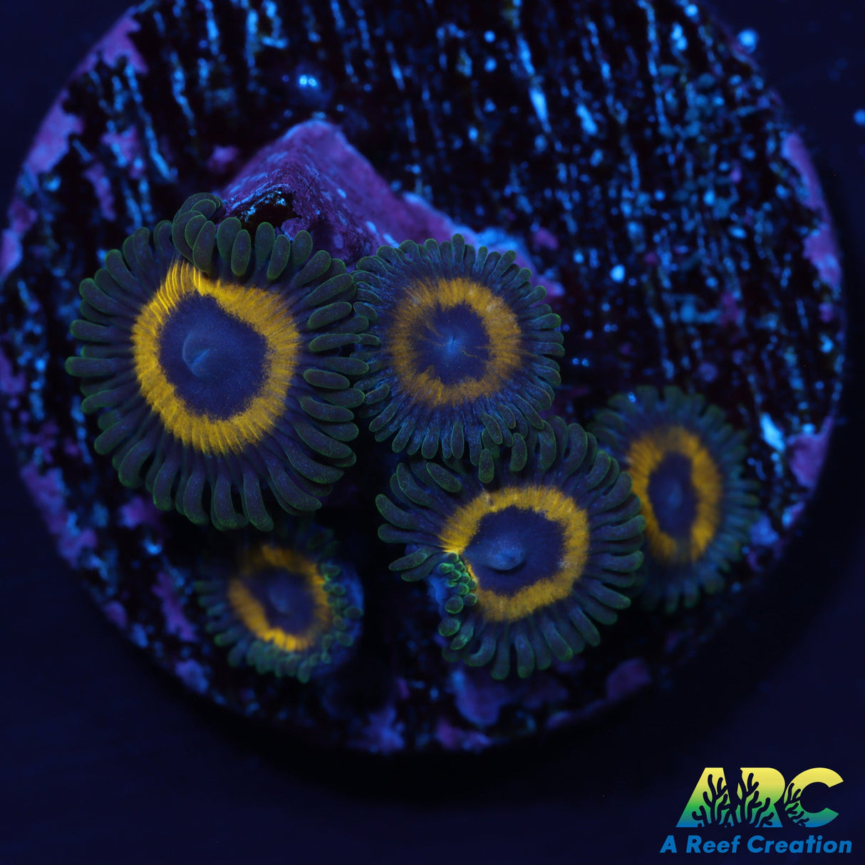 ARC Mambas