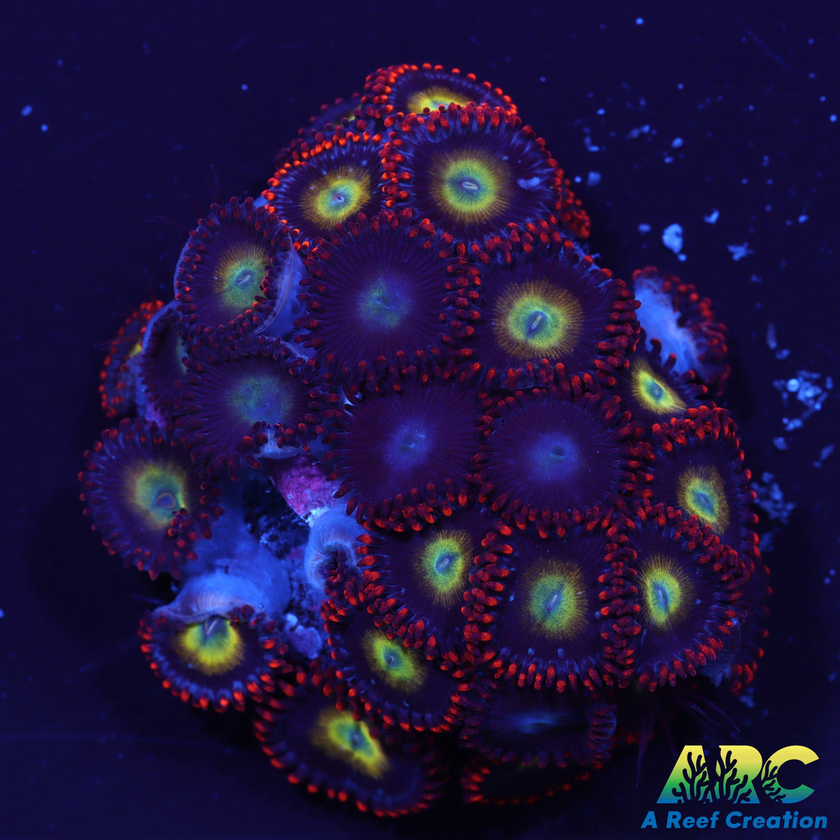 Circus Zoas
