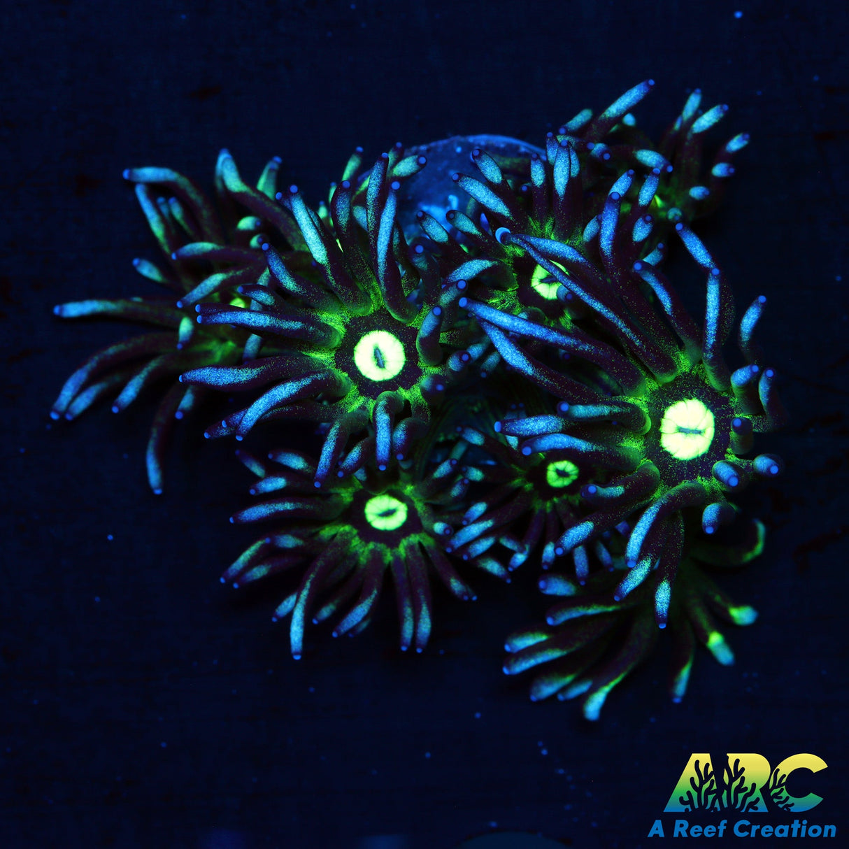 ARC Kryptonite Glitter Goni