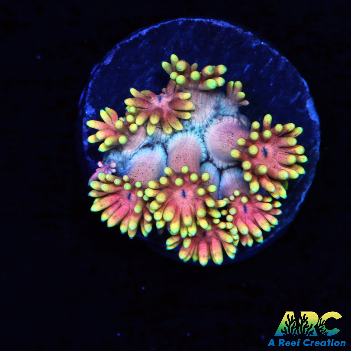 ARC Watermelon Goni