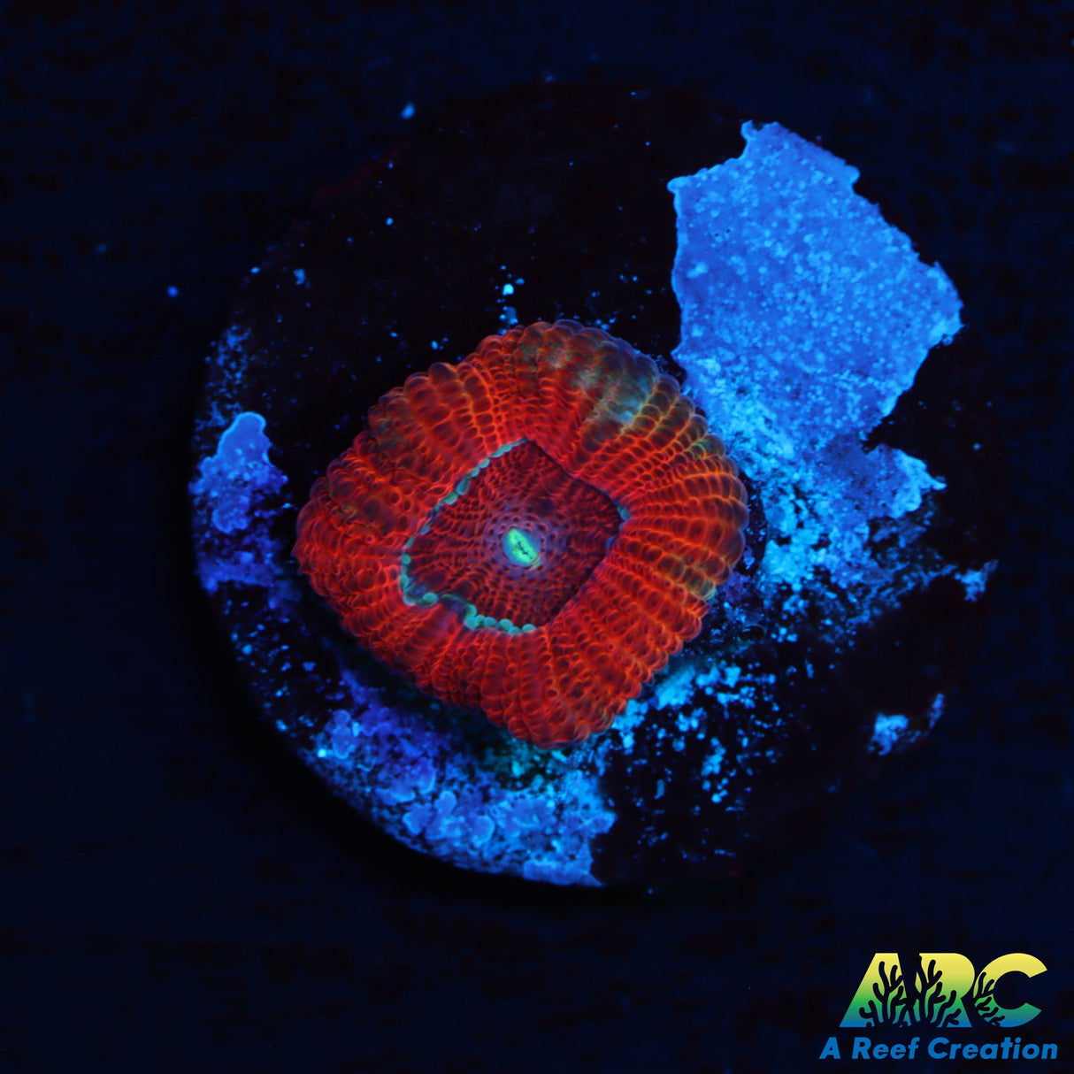 Red Micromussa