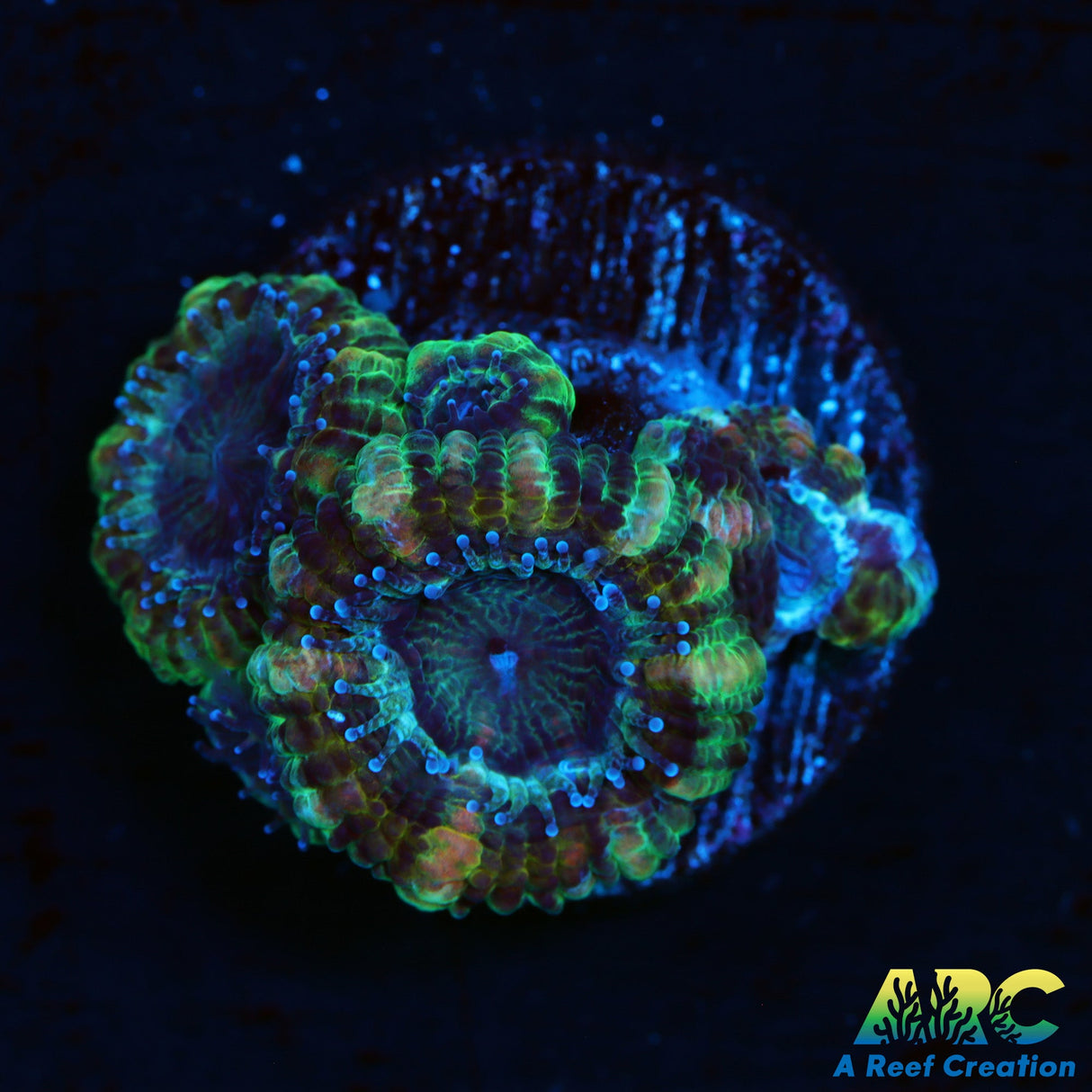 ARC Goldflake Acan