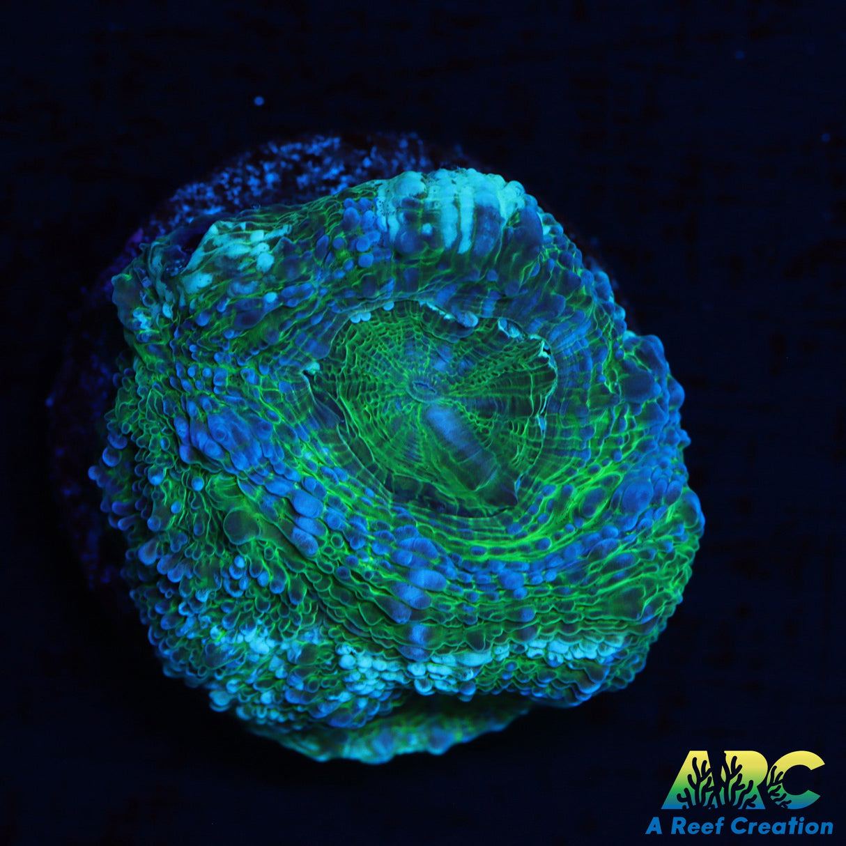 ARC Frosted Green Bower