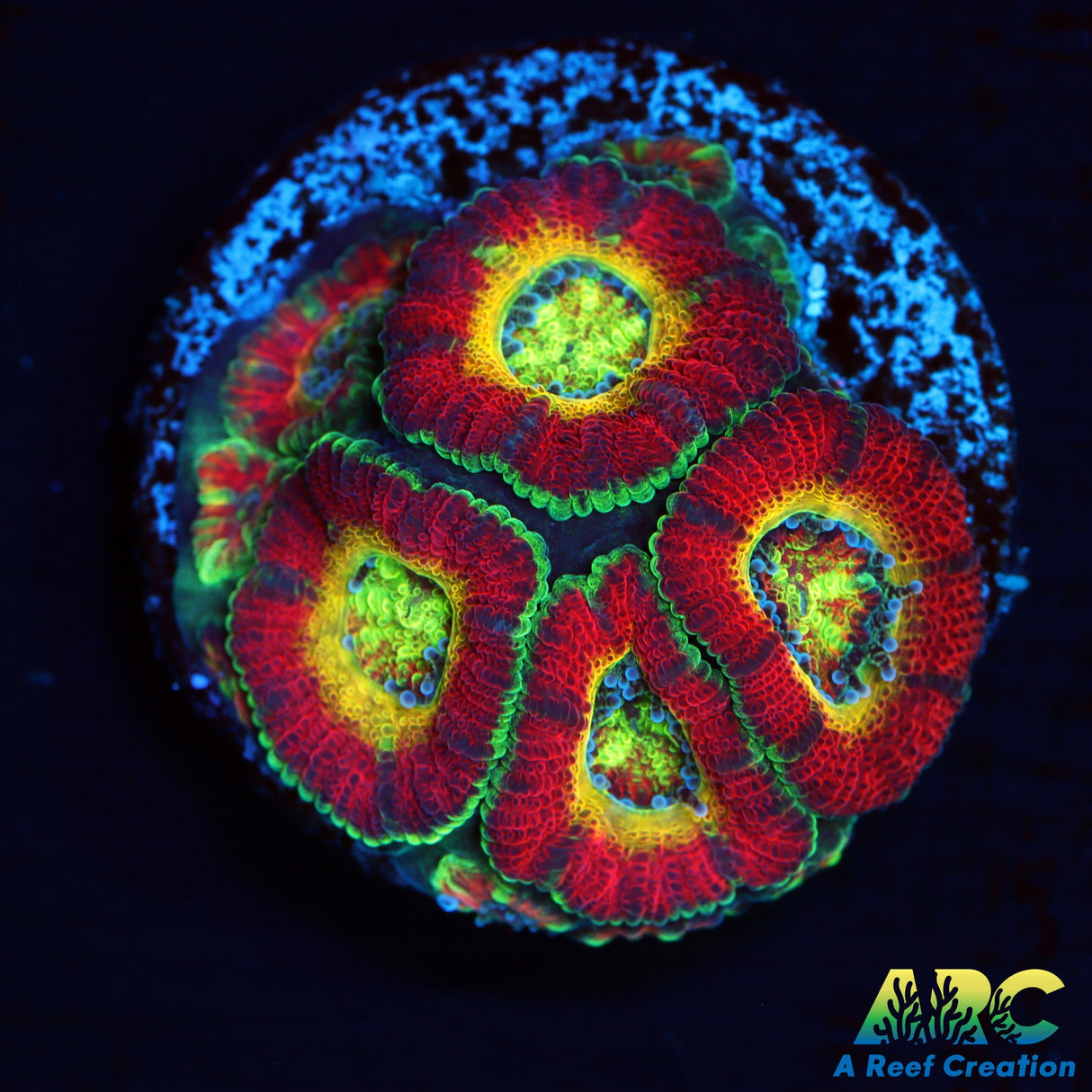 WWC Ruby Red Micromussa