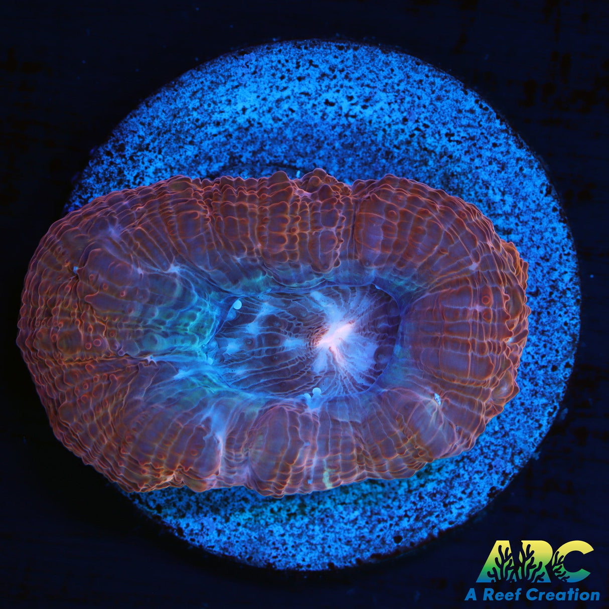 ARC Frosted Cherry Bower