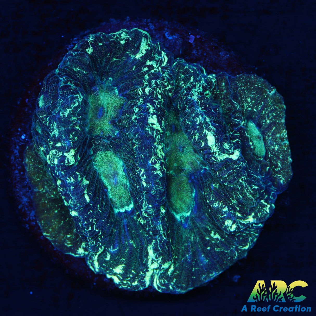 ARC Double Green Goniastrea