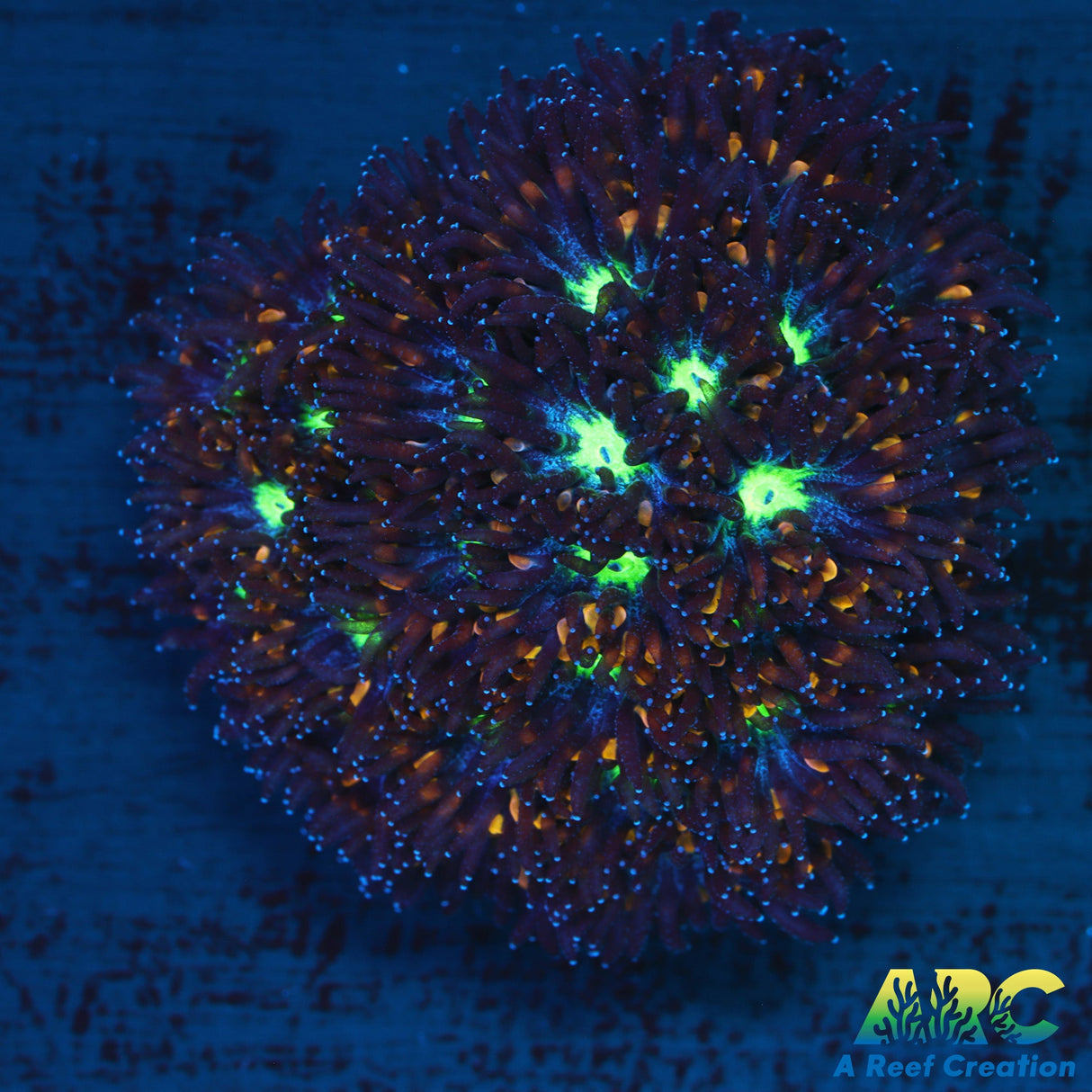 ARC Blueberry Lepto