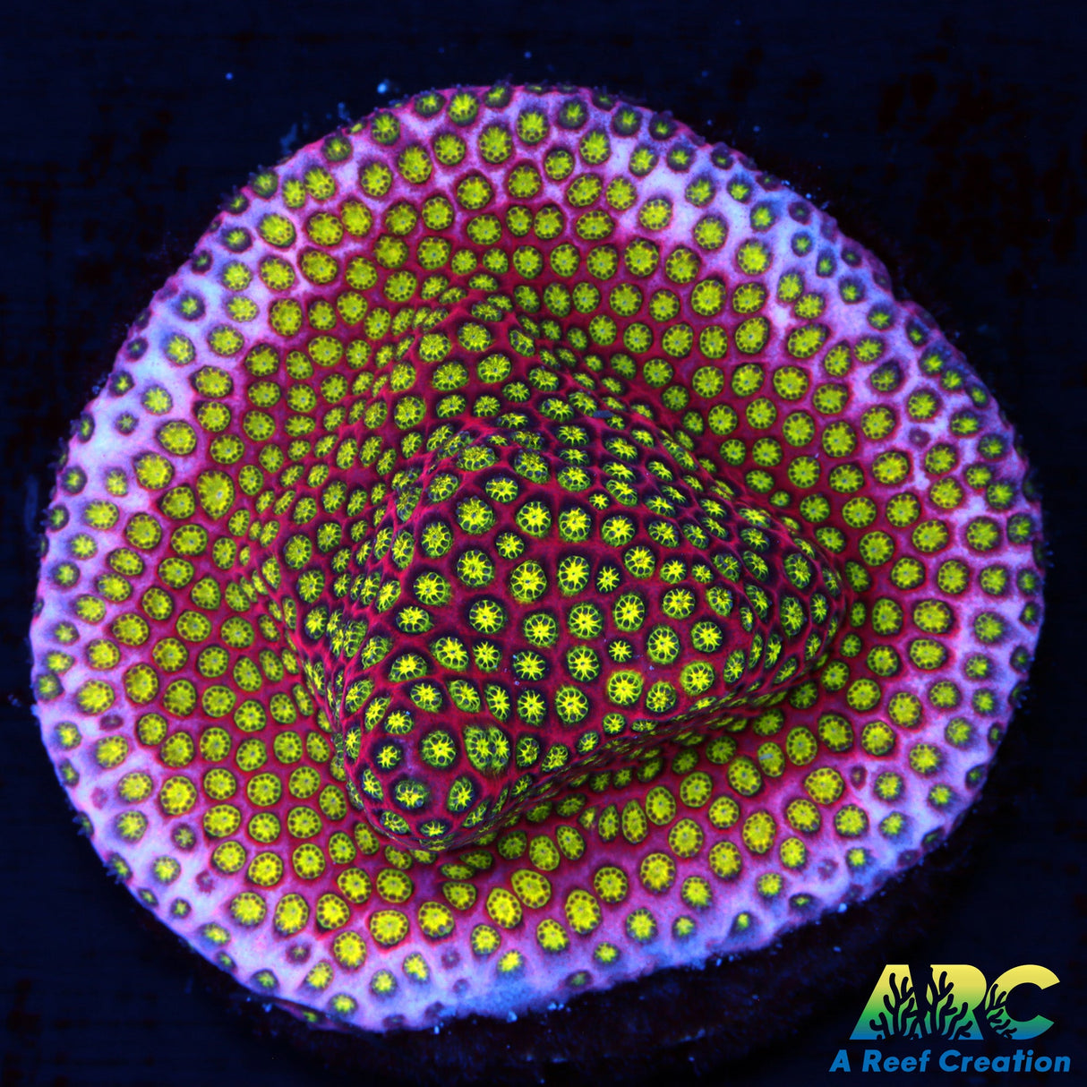 WWC Electric Daisy Stylo