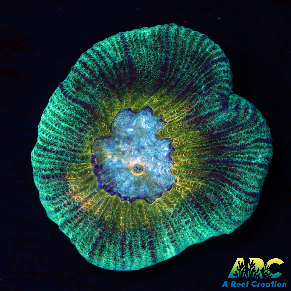 UC Regal Goniastrea
