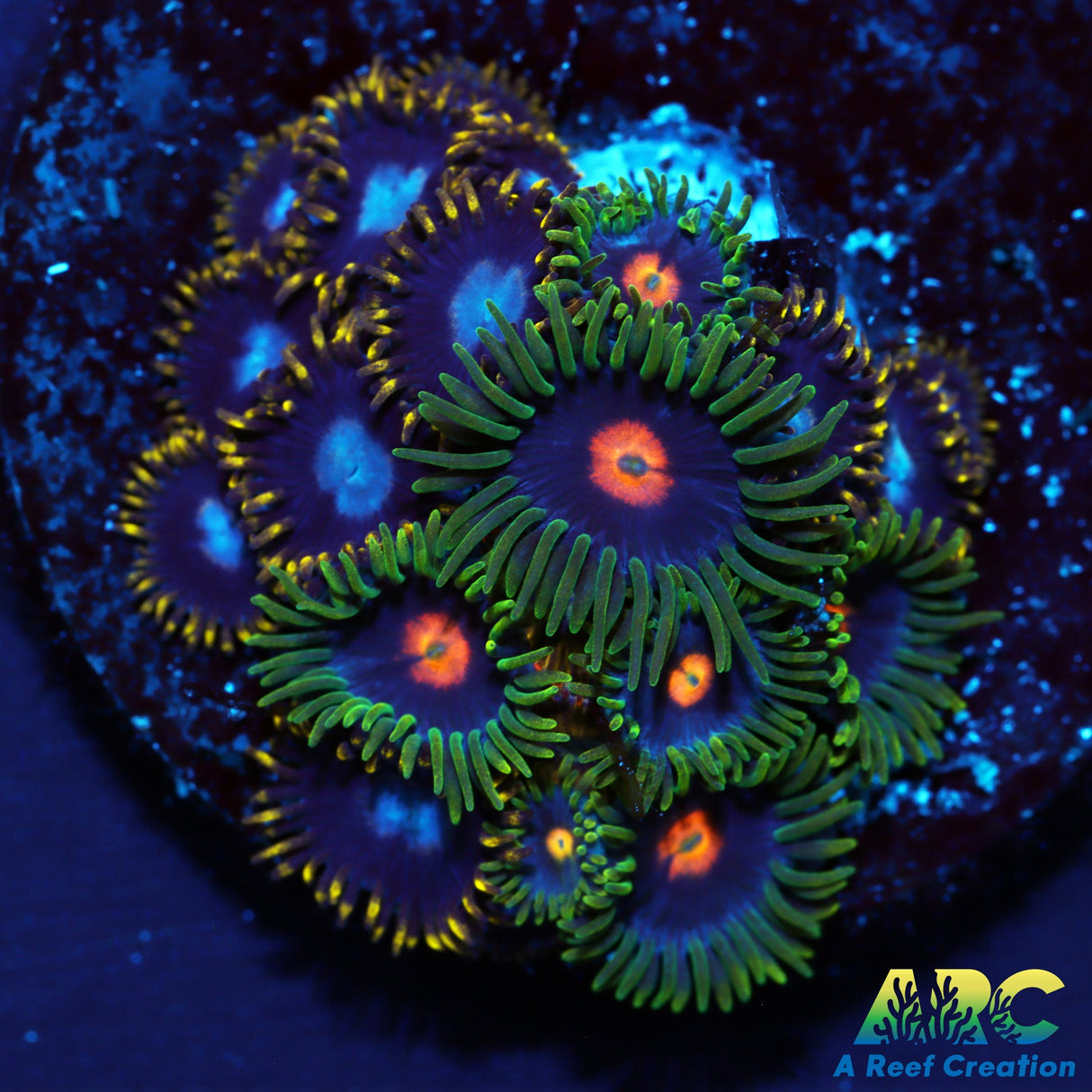 Frozen Hornets and Blow Pops