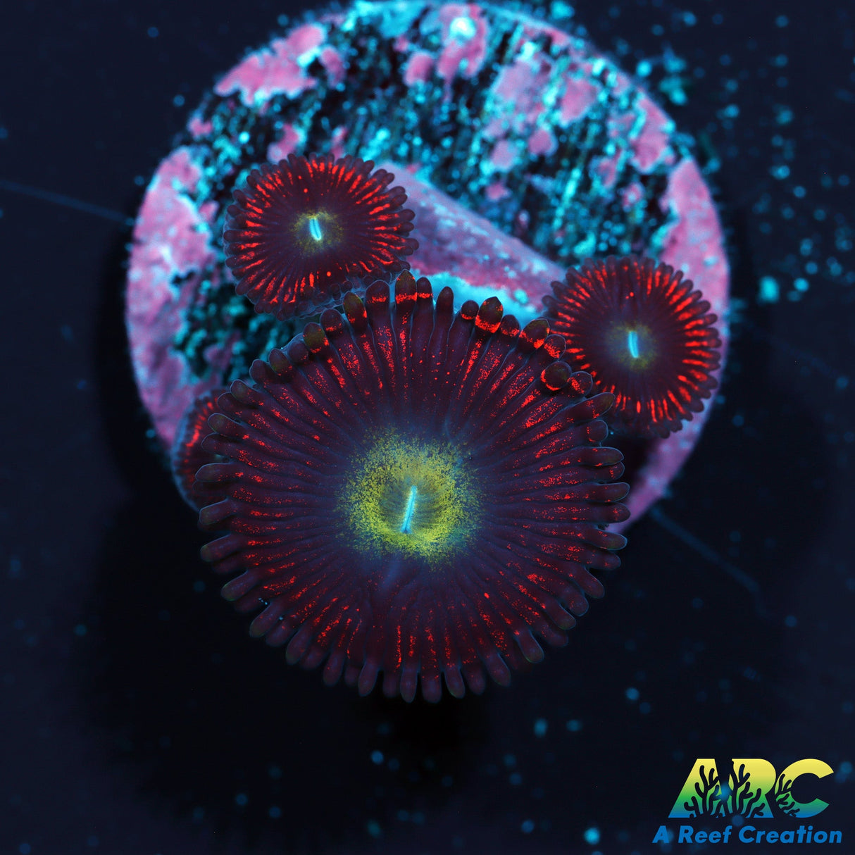 Hyper Phoenix Zoa