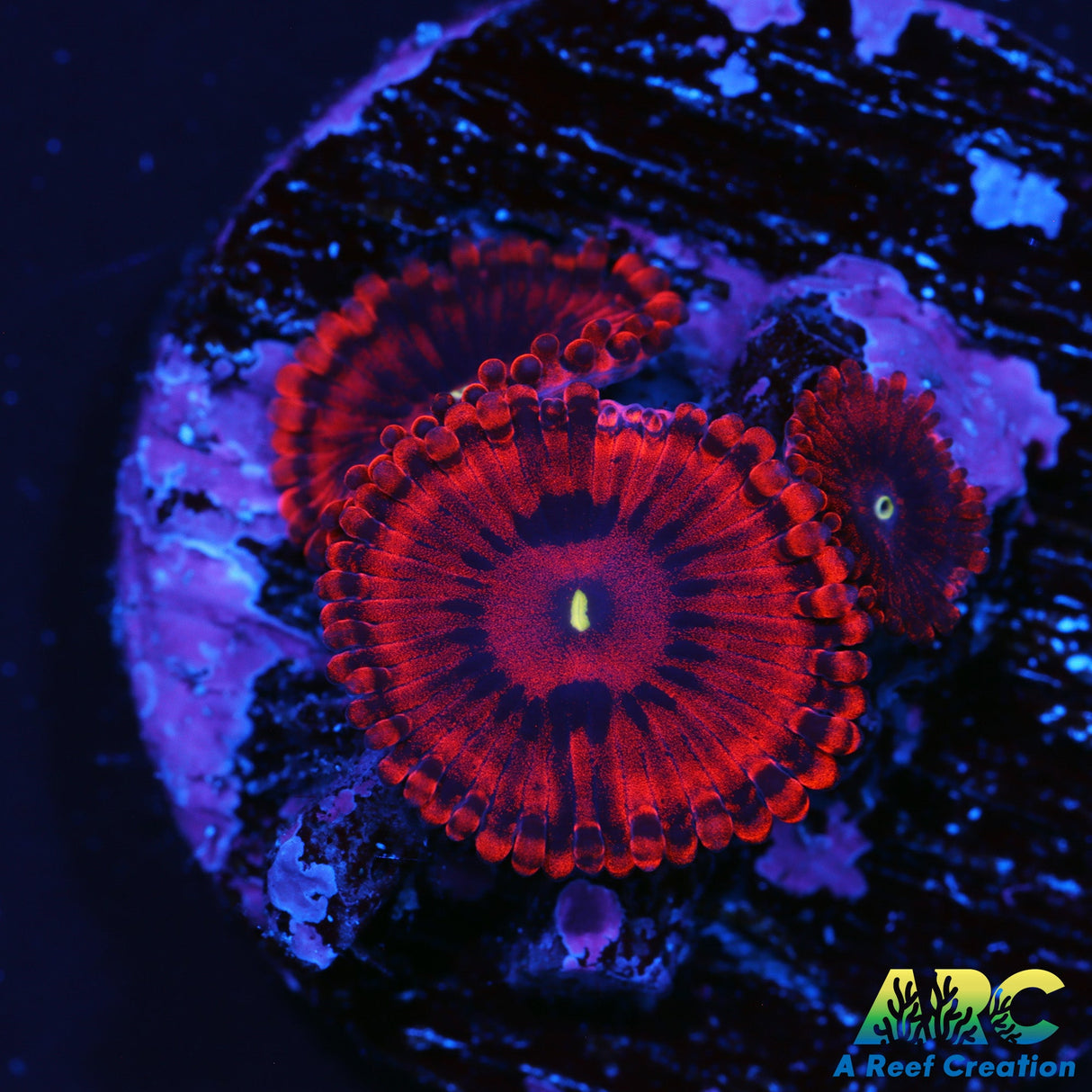 VDM Zoas