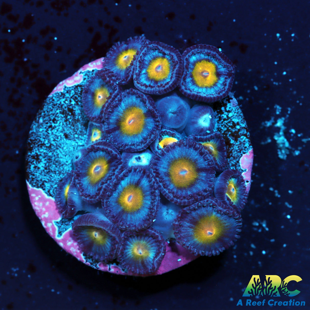 WWC AOI Zoas