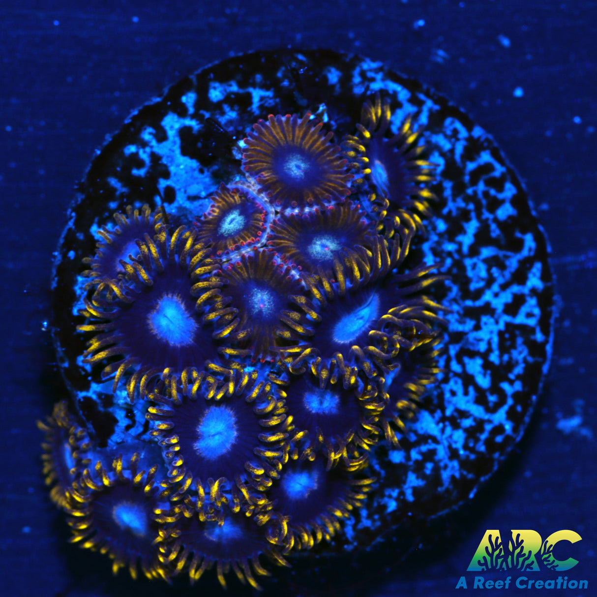 Frozen Hornets and Blow Pops