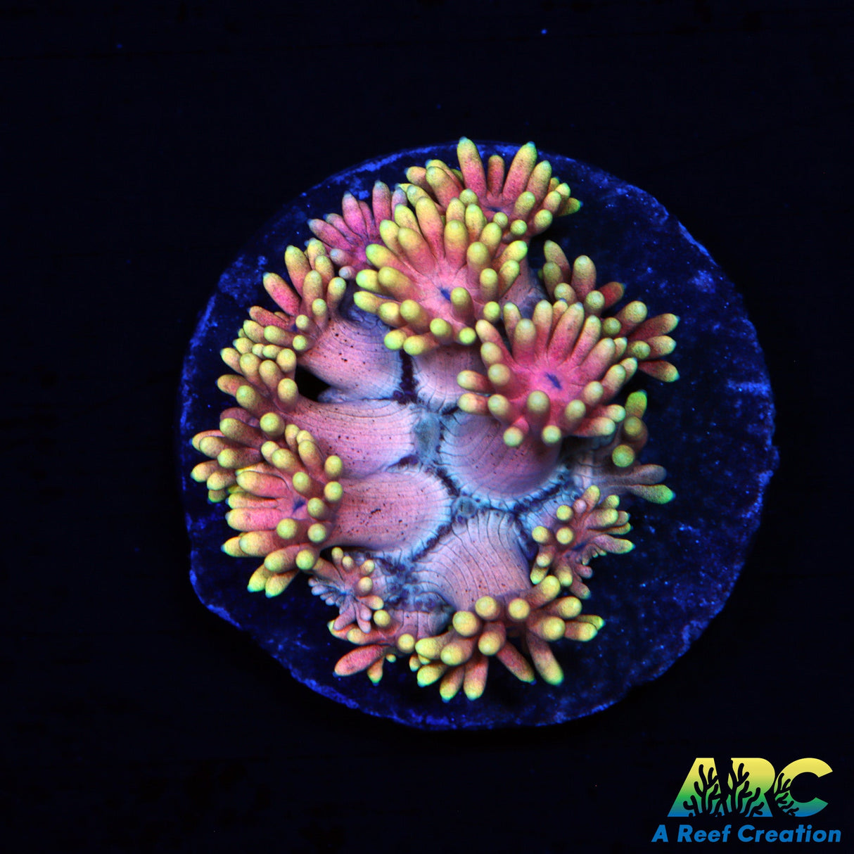 ARC Watermelon Goni