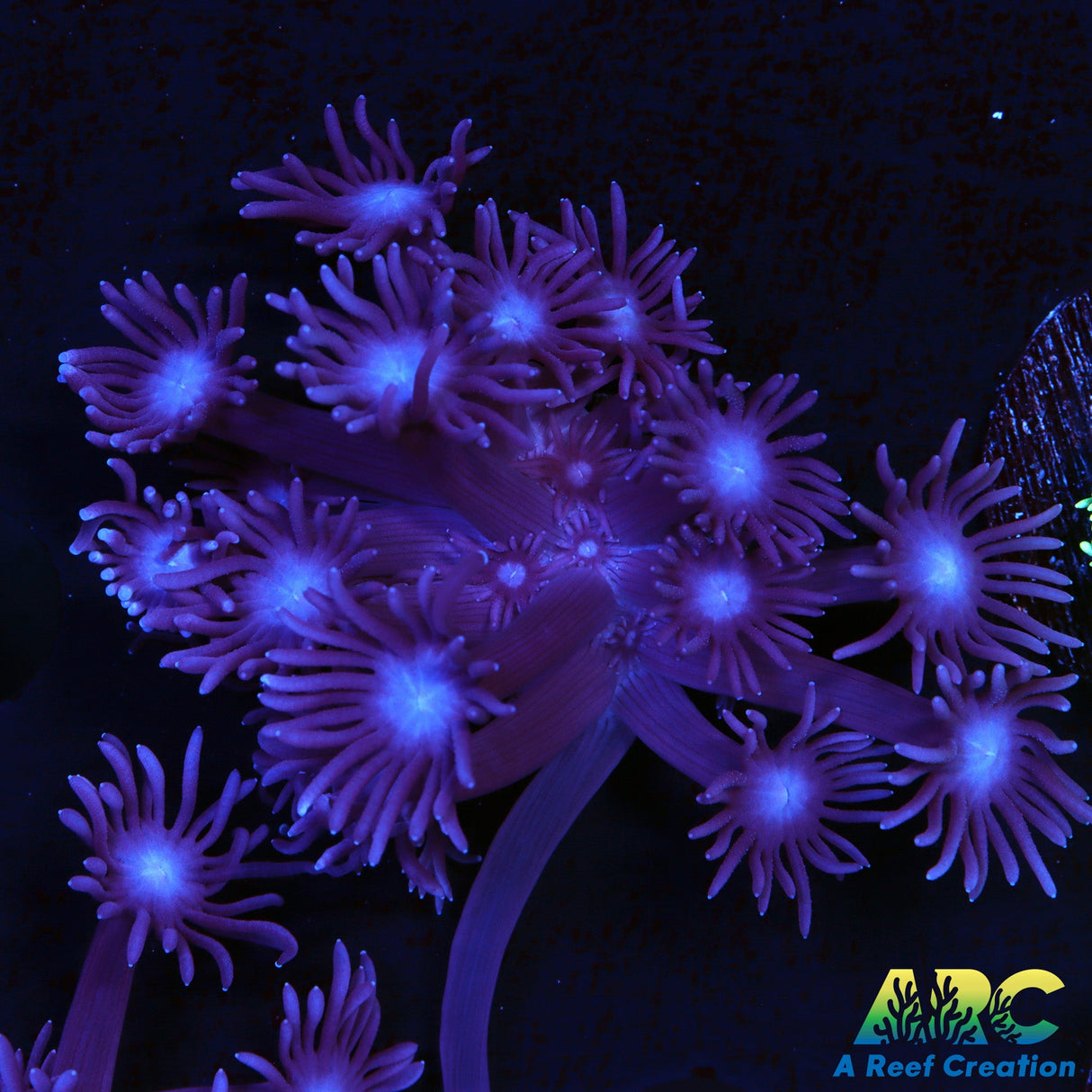 ARC Purple Goni