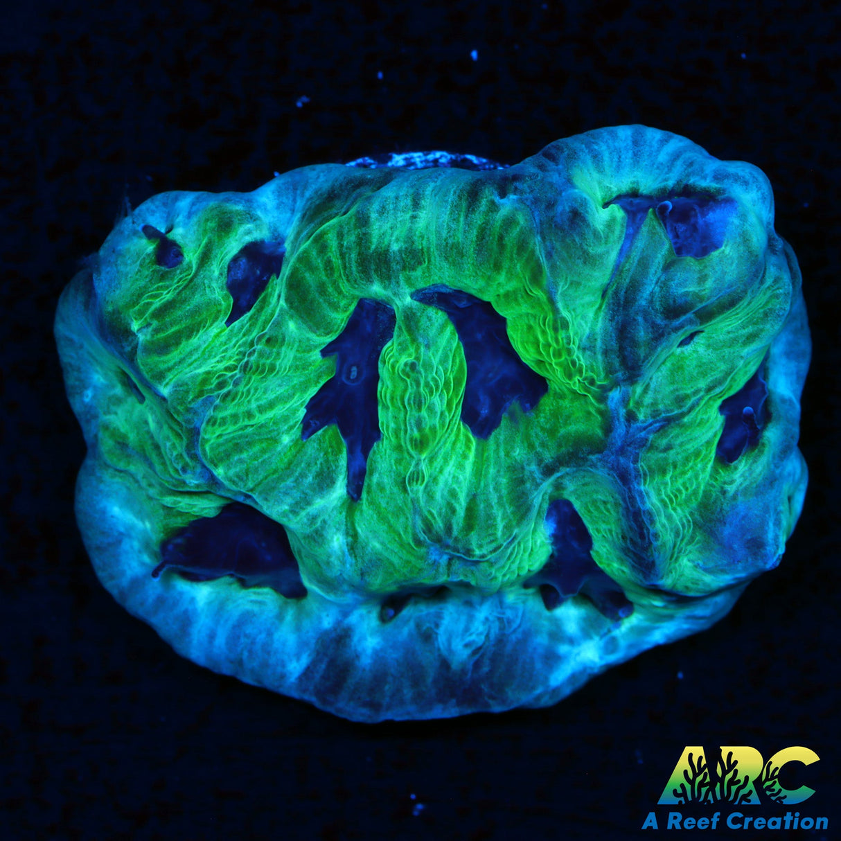 Green and Purple Goniastrea Maze