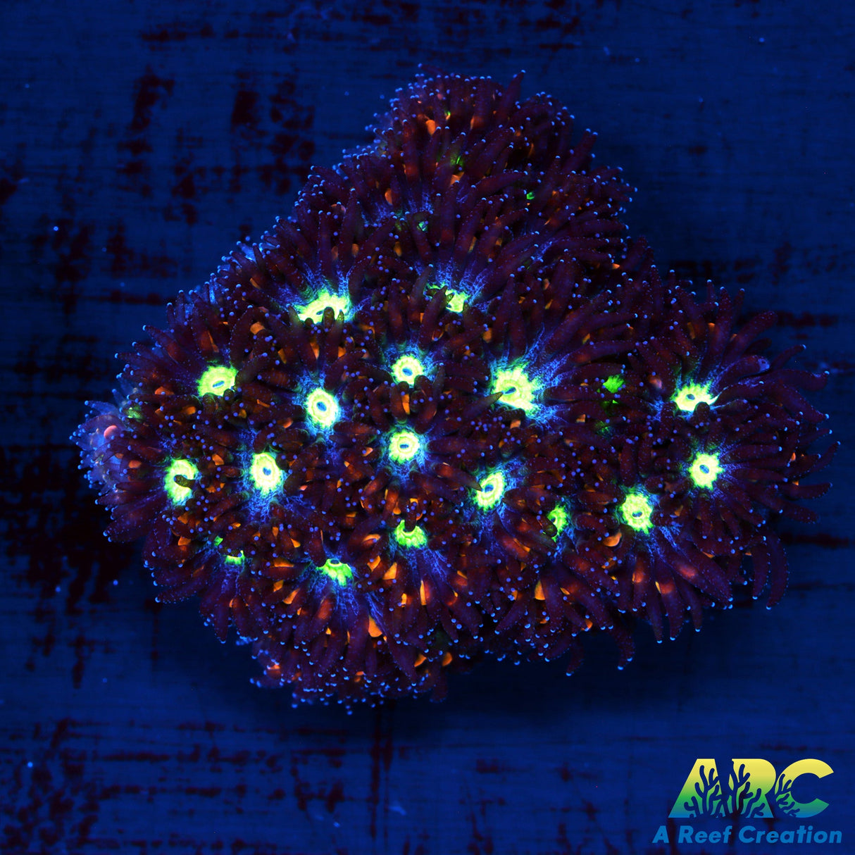 ARC Blueberry Lepto