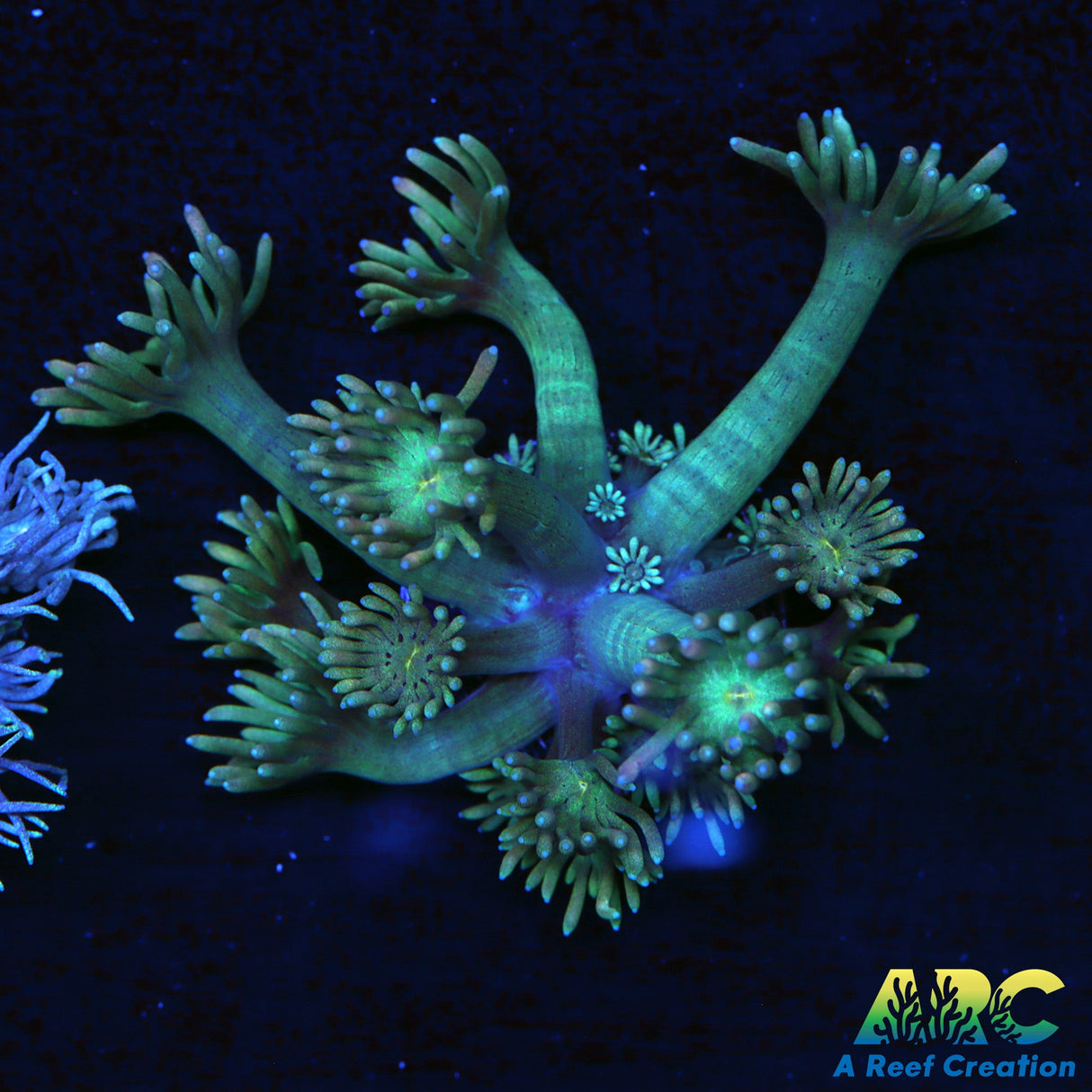 ARC Water Lily Goni
