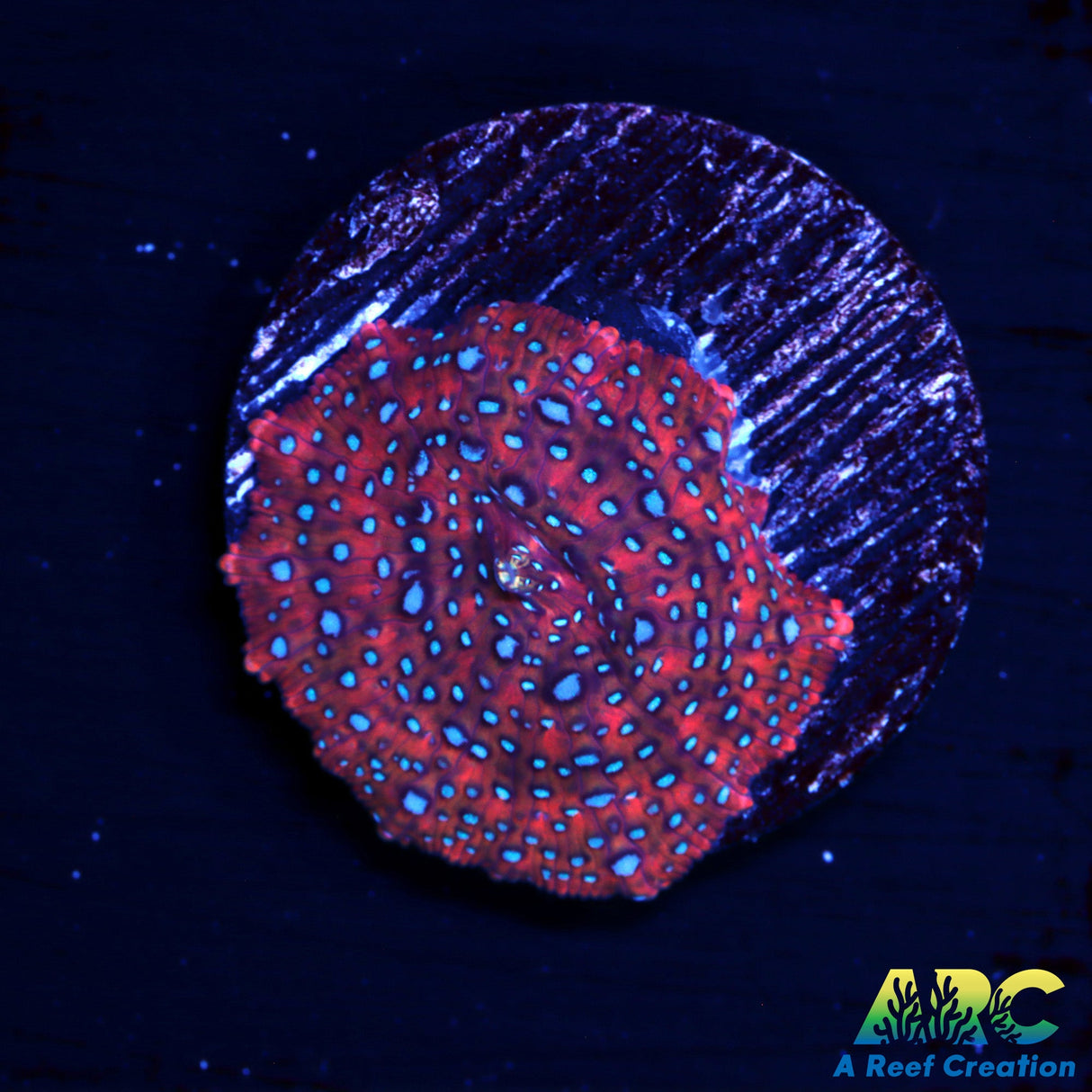 Superman Disco Mushroom