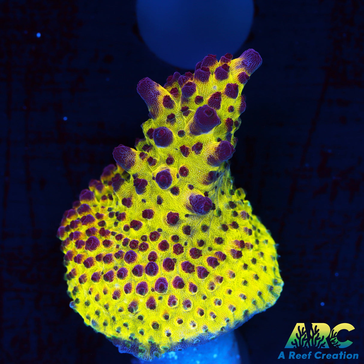 Sanjay's Red Photon Acro