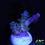 JF Blowtorch