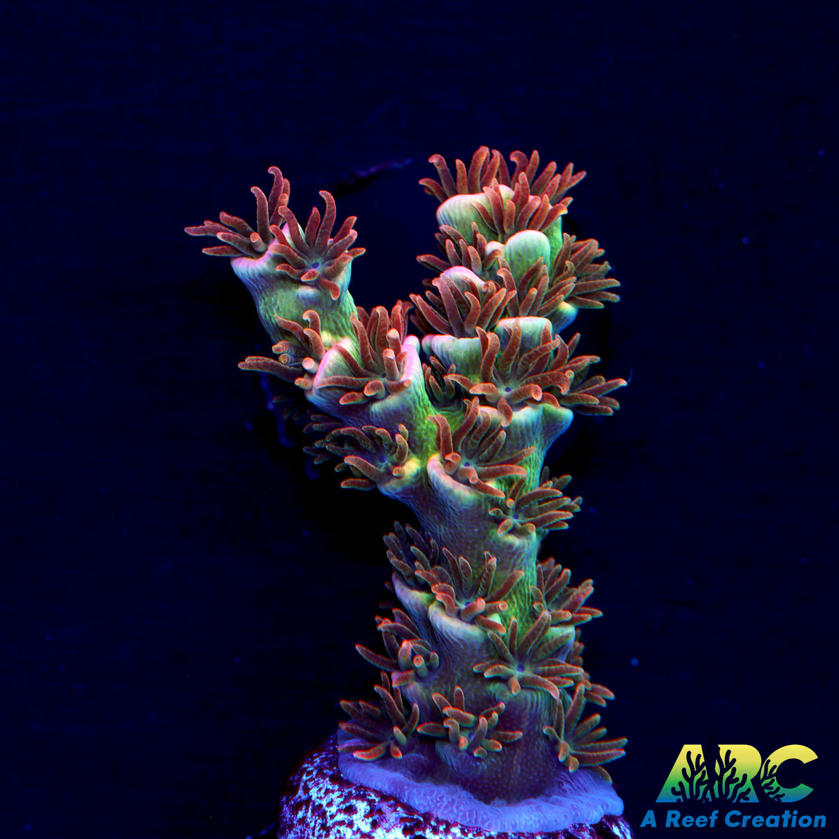 ARC Flame of Udun