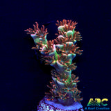 ARC Flame of Udun