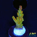ARC Master Yoda