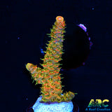ASD Rainbow Milli