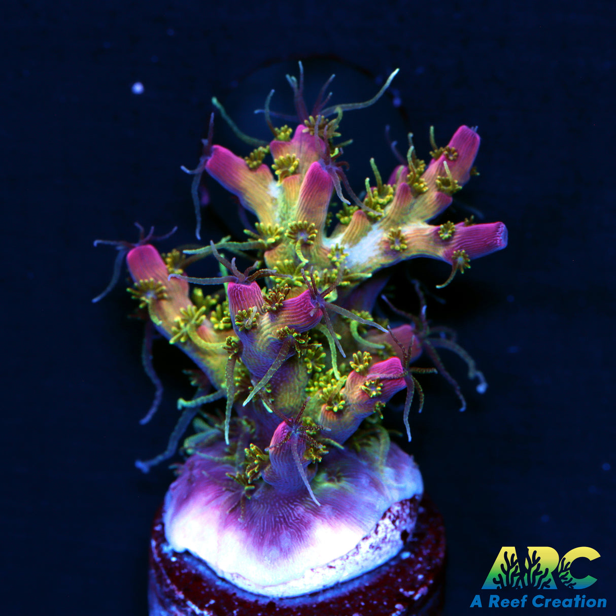 ARC Purple Hairy Monster