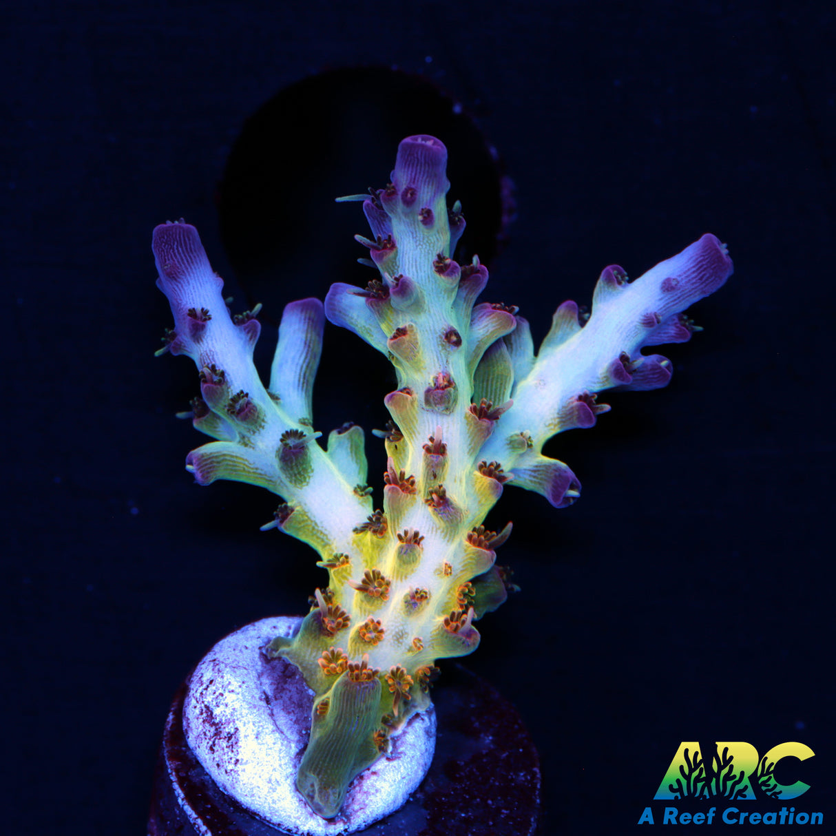 ARC Joe Cool Acro